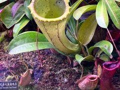 -中国科学院西双版纳热带植物园