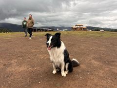 -半岛宠物医院24小时(白果林店)