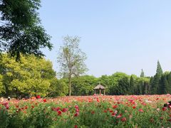 -上海滨江森林公园