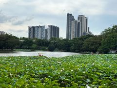 -荔湾湖公园