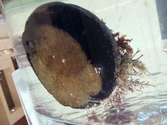 android_upload_pic-旺顺阁海鲜广场(亚运村店)