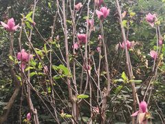 -火炉山森林公园