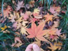 -秋霞圃
