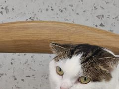 -喵园·猫主题咖啡厅·撸猫·猫咖(国贸店)