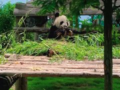 -西霞口神雕山野生动物世界