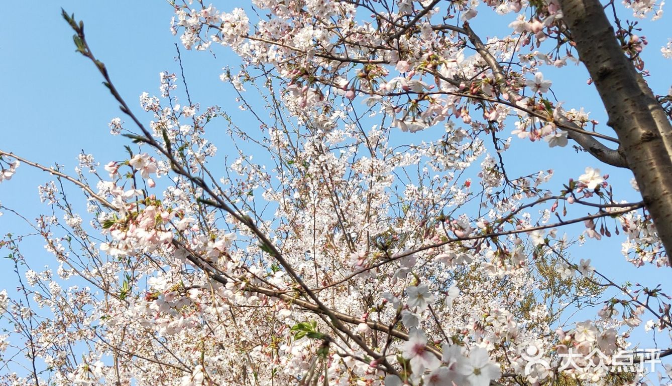 雞鳴寺櫻花