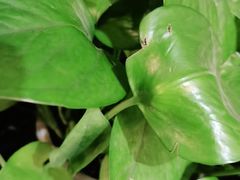 -眉州东坡(通州店)