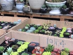 -曲阳花鸟市场(曲阳路店)