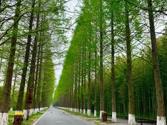 景点-黄海国家森林公园