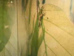 -上海大自然野生昆虫馆(东方明珠·爬宠昆虫探索中心)
