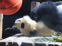 -石家庄市动物园