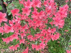 -南汇桃花村