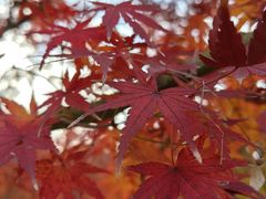 -大宁郁金香公园-停车场