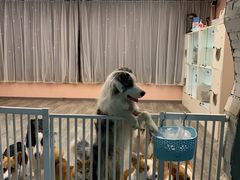 -浣熊柯尔鸭土拨鼠·电玩咖
