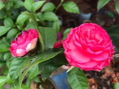 -桂林市花鸟市场