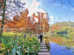 -重庆彩云湖湿地公园