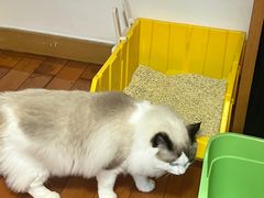 -瑞鹏宠物医院·微创内窥镜·骨外科·牙科(翠竹分院)
