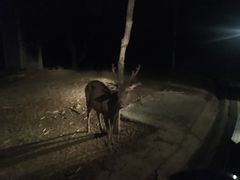 -清迈夜间动物园