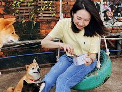 -柴犬高等学院·狗咖·柴犬售卖·宠物训练