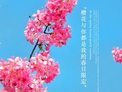 -顾村公园