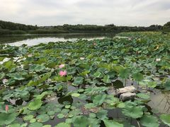 -北京麋鹿生态实验中心