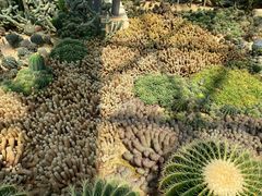 -深圳仙湖植物园