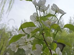 -海棠花溪(元大都城垣遗址公园)
