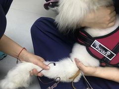 -谐和益家动物医院·免疫绝育·血液透析·宠保定点医院(高新伊藤分院)