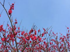 -香雪海