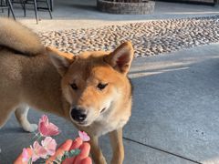 -柴犬高等学院·狗咖·柴犬售卖·宠物训练