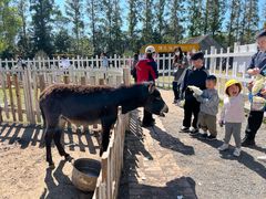 -前小桔亲子创意农场·草莓采摘·露营烧烤