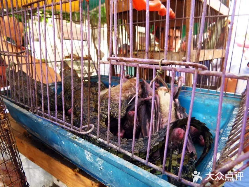 鸽子市场,啥子稀奇古怪的小动物都有~