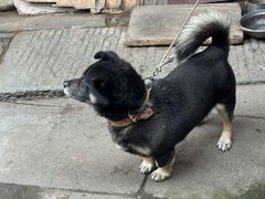 -两棵树馄饨店(渔梁住保小区店)