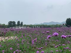 -北京东方普罗旺斯薰衣草庄园