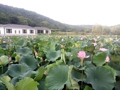 -龙寺生态园