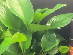 -梵猫·新养生(加州广场店)