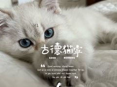 -momokira米努特·德文卷毛猫·棉花面纱犬