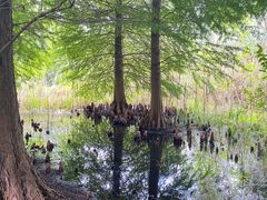 -溱湖国家湿地公园