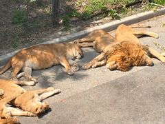 -大连森林动物园