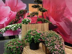 -上海鲜花港