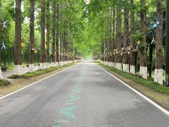 -黄海国家森林公园