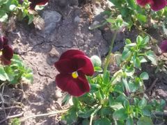 -长春公园(普阳街道)