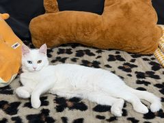 -瑞派·关忠动物医院·猫专科·犬专科(三环新城店)