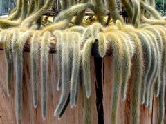 -南通洲际绿博园