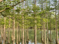 -苏州太湖国家湿地公园