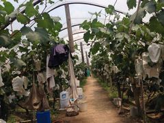 -马陆小张葡萄园农家乐