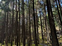 -玉苍山国家森林公园