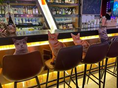 -Famous肥猫墨西哥音乐餐吧(五棵松华熙LIVE店)