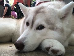 -TrueLove @ Neverland (Husky Cafe)