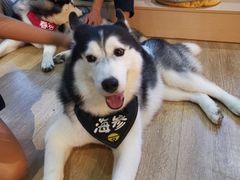 -Husky Go! 哈士奇体验馆·宠物咖啡厅狗咖